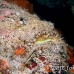 stonefish_reef_nus_h_0705_png1837.jpg